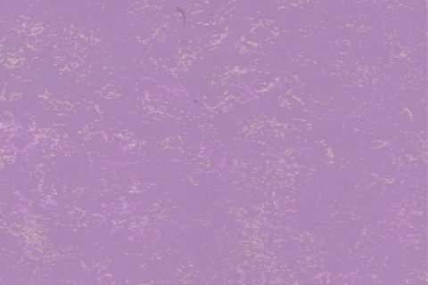 紫羅蘭（金色+紫色）